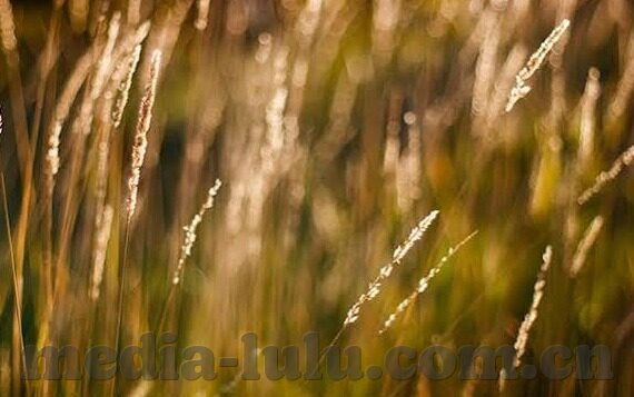 糖心vlog官网入-寻找糖心VLOG的精彩之旅，深入了解官网入口